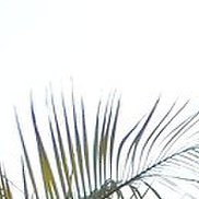 ���������, 45 ���, ������������