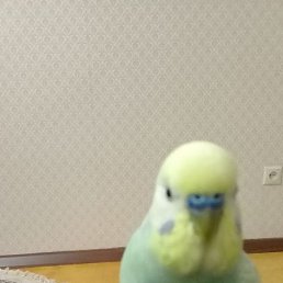 ���, ��������, 45 ���