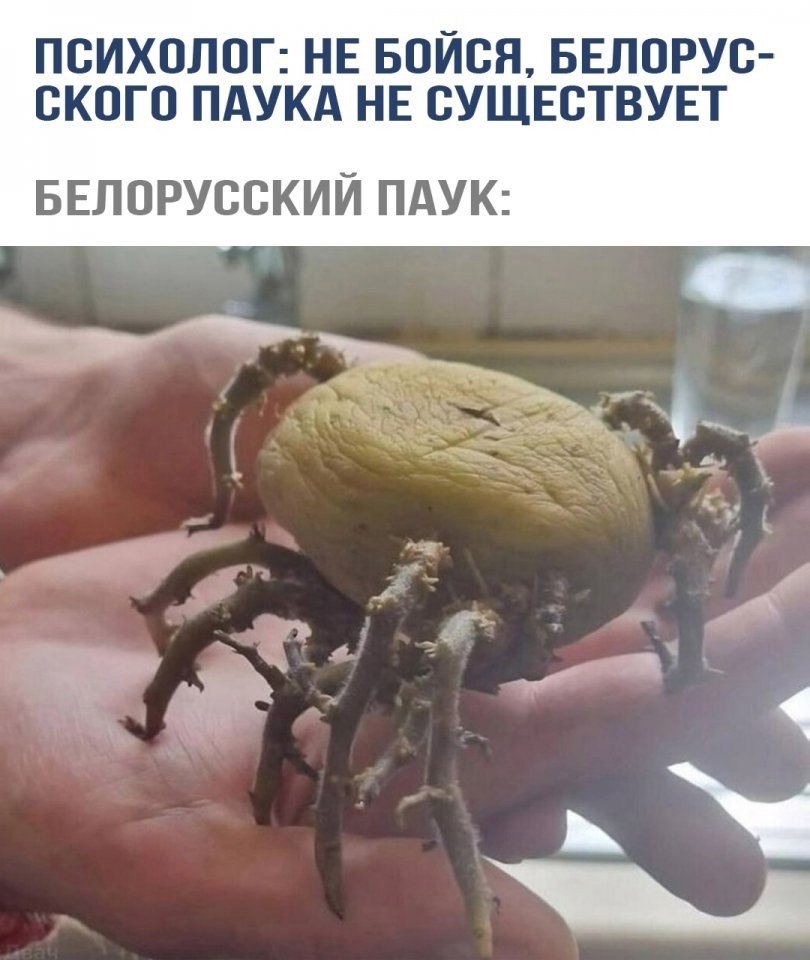 apa