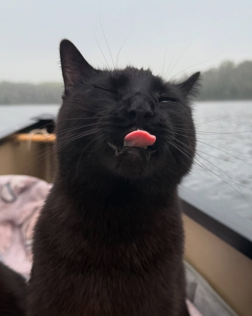 Человек берёт своих чёрных котеев с собой на рассветную рыбалку и делает какие-то невероятно ... - 5