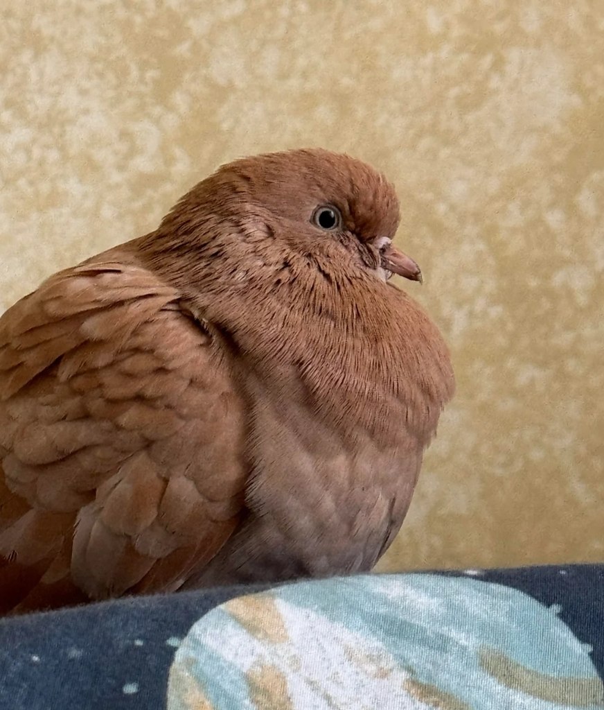        .    ,        ... - 5