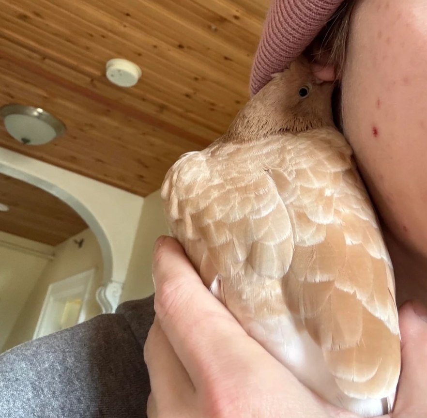        .    ,        ... - 3