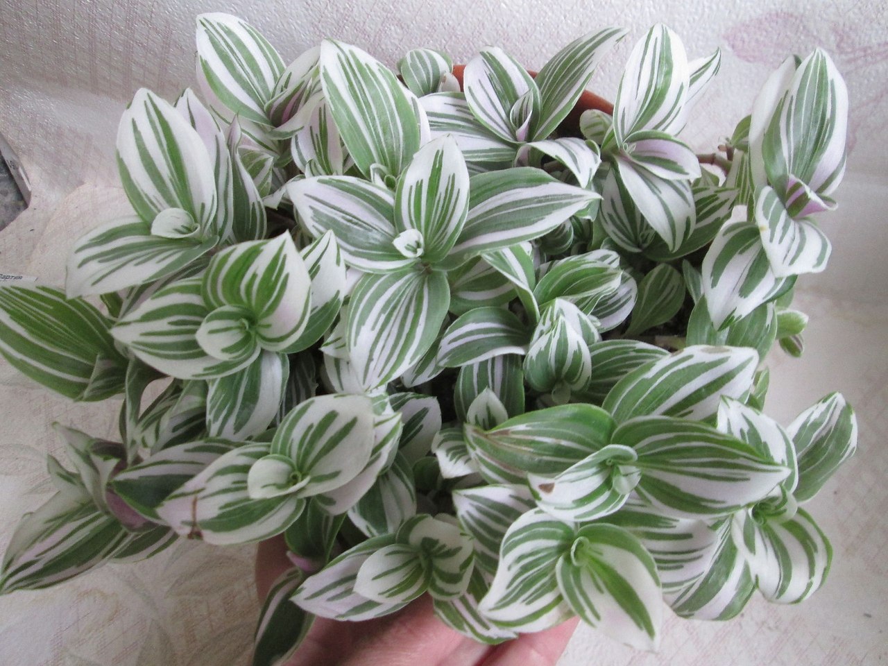 ������������ � ���� � �������� ��������.� ���� ������ �� �������� ��������� �� ����� � �������� ...