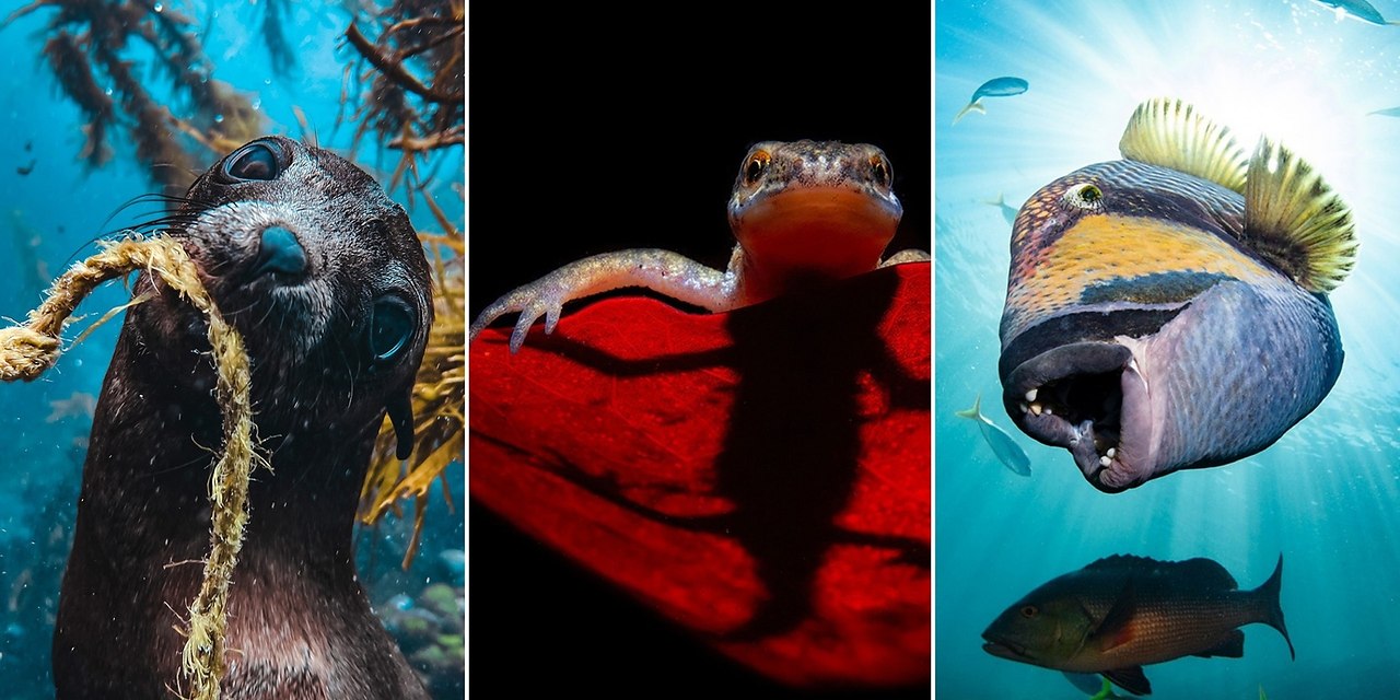     : 14  Underwater Awards Australasia ...