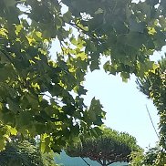 ������, 37 ���, ����