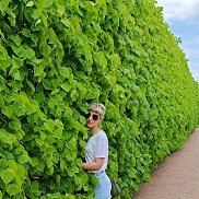 �����, 36 ���, ������