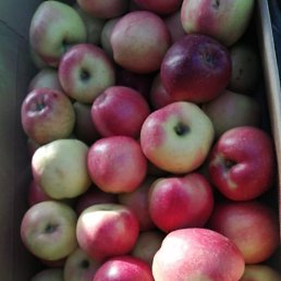 �����, ������, 50 ���