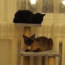 ����������, ������, 25 ���