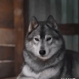 ���� S, �����, 36 ��� - ��������� 17 ������� 2023