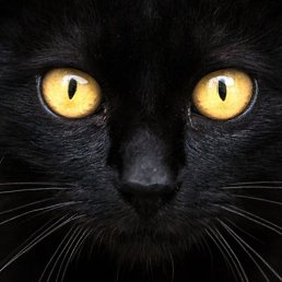 Vik, ������, 30 ���