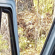 �����, 56 ���, ����