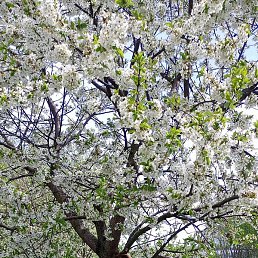 ���������, �����, 59 ���