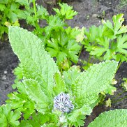 �����, 36 ���, �����������