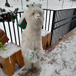 ���� �������, ������, 37 ��� - ��������� 11 ������ 2026