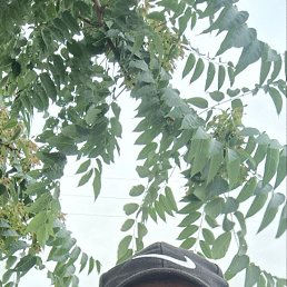 ����, 42 ����, �������