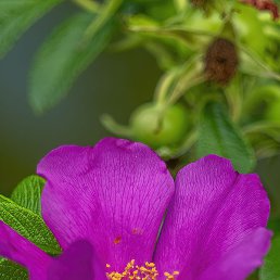 ����� ���������, �������, 39 ���