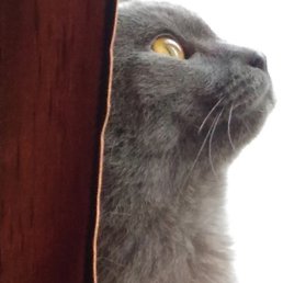 ���������, �������, 25 ���