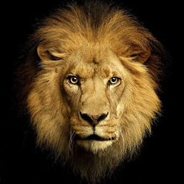 Leon, ������-��-����, 49 ���