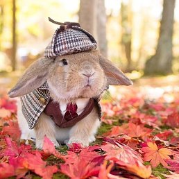 ������, �����, 50 ���