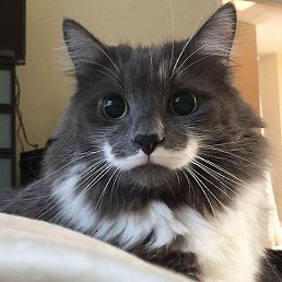 Grif1988, ����������, 26 ���