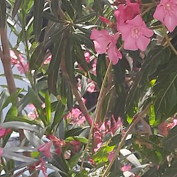 �������, ���������, 49 ���