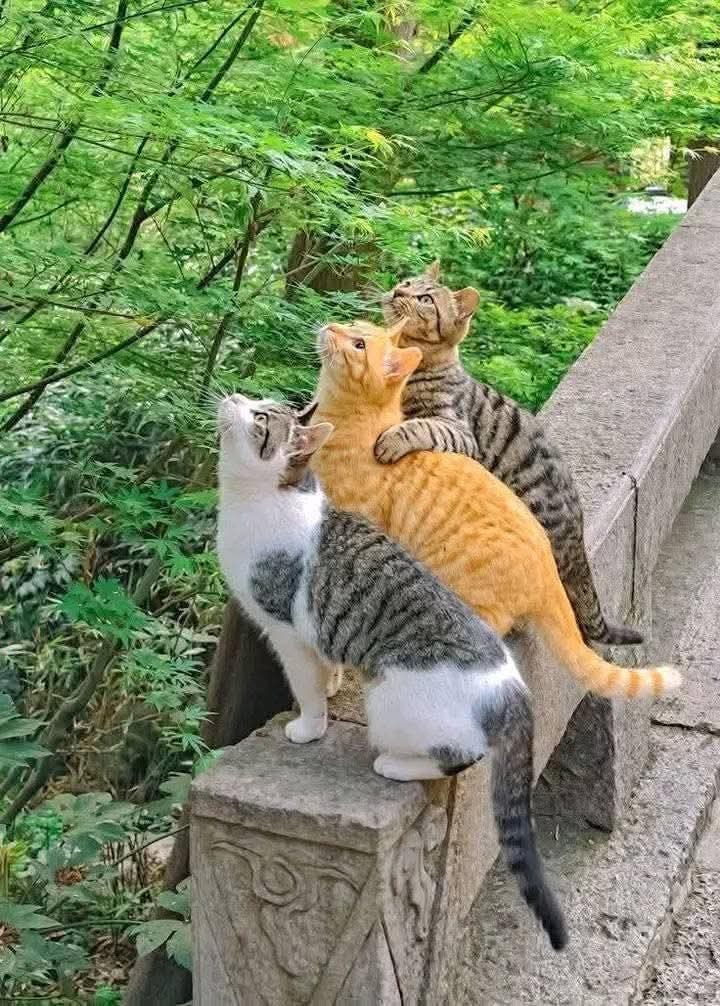   ...)