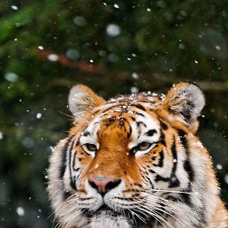 ������, ���������, 28 ���