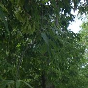 ����, , ����