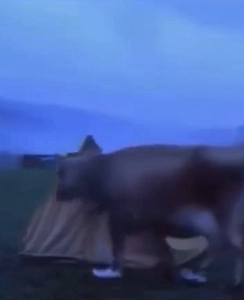      !    ?  !  ...