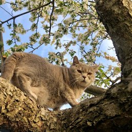 ������, �������, 36 ���