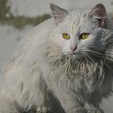 ���� �������, ������, 68 ��� - ��������� 29 ������� 2025 � ������ ���� ����������