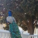 ���� ����������, �����������, 53 ���� - ��������� 25 ����� 2025