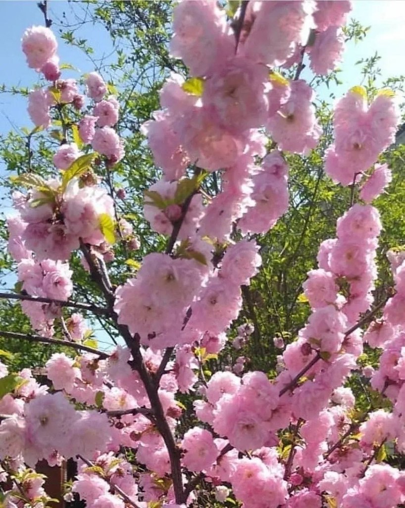 � ������ ������ �������! ��� ��� ����� �������: ���� 
