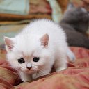 ���� �����, �������, 25 ��� - ��������� 2 ������ 2025 � ������ ���� ����������