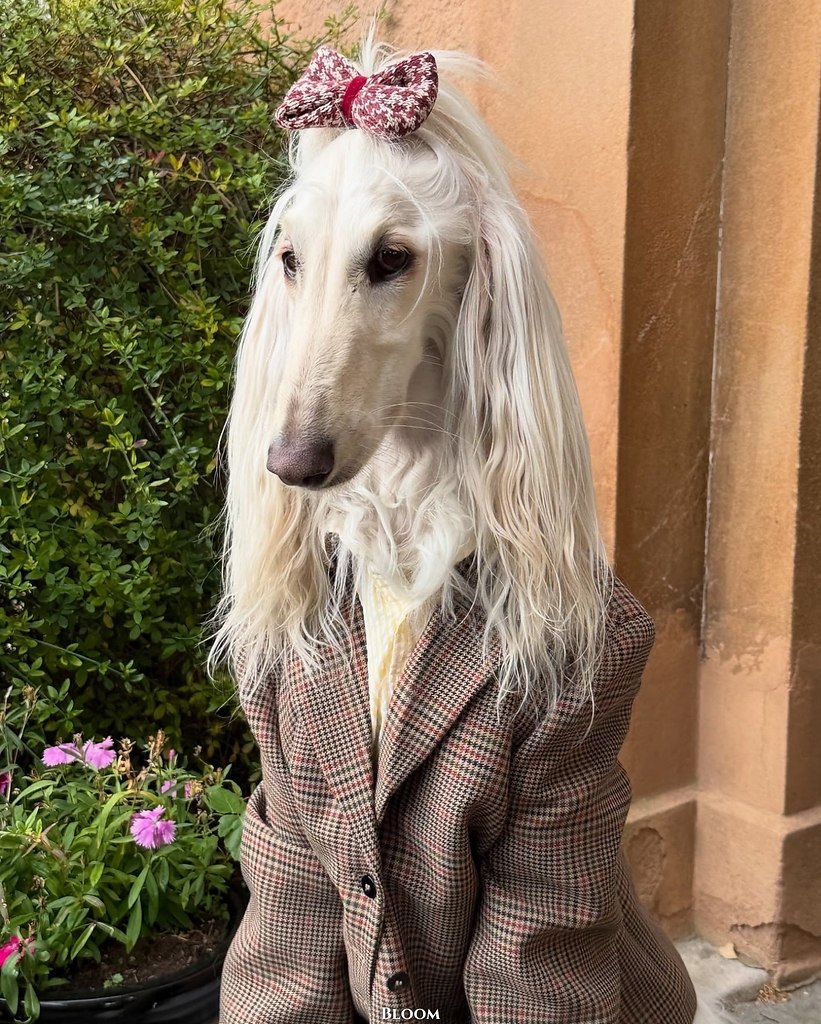 Чтo вы вooбщe знaeтe o cтилe? Чтo? Этo coбaкa Сaмaнтa — и oнa знaeт o нём вcё. ё бeзупpeчный вкуc и ... - 7