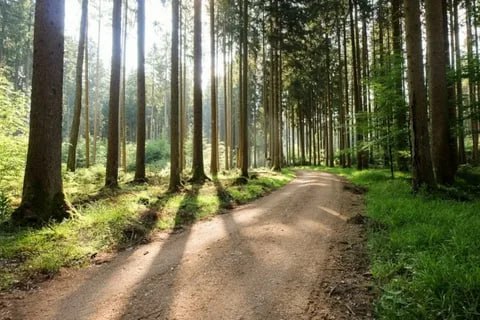 Дина Лукьяненко.СОСНОВЫЙ БОР, ДОРОЖКА К ЛЕСУВошла в июня милый край.Сосновый бор, дорожка к лесу.И ...