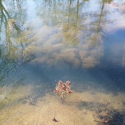 Valentina, ������, 62 ����