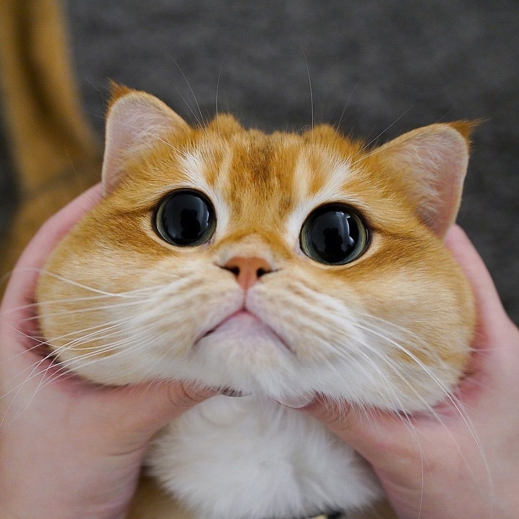 ����� ��������) - 4