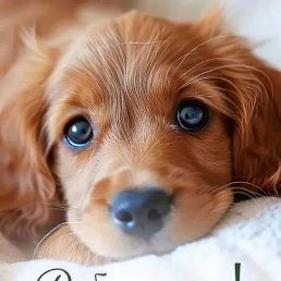 Volk, ��������, 51 ���