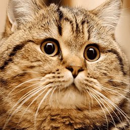 �����, ��������, 25 ���