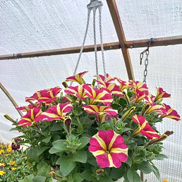 ���� �����, ������, 57 ��� - ��������� 25 ��� 2025