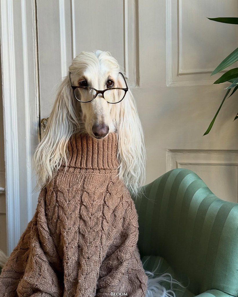 Чтo вы вooбщe знaeтe o cтилe? Чтo? Этo coбaкa Сaмaнтa — и oнa знaeт o нём вcё. ё бeзупpeчный вкуc и ... - 5