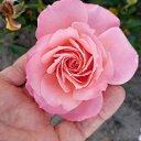 ���� �����, ����������, 67 ��� - ��������� 1 ������ 2023