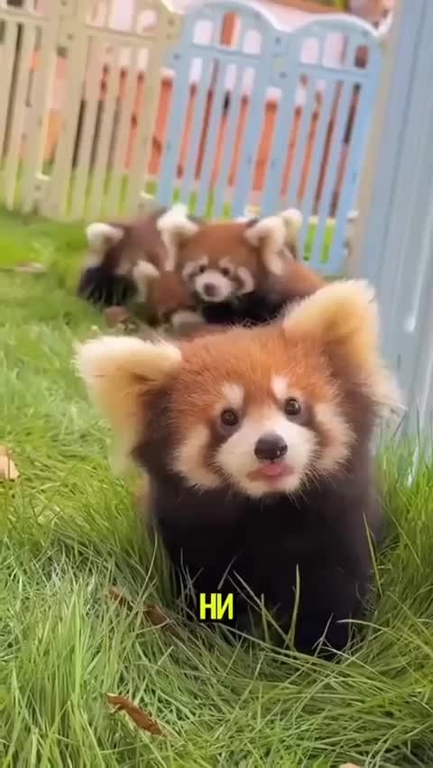      ..