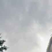 ����, 37 ���, �����-���������