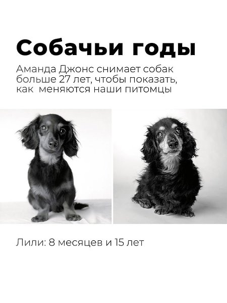 «Собачьи годы» — проект фотографа Аманды Джонс. Она снимает собак больше 27 лет, чтобы показать, как ...