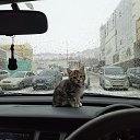 ���� �����, �������������-����������, 61 ��� - ��������� 3 ������� 2025 � ������ ������ ��������