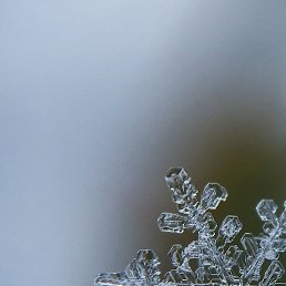 Jed, ����-���, 37 ���