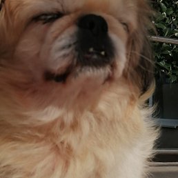 �������, ����, 42 ����