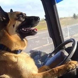 �����pro, ������